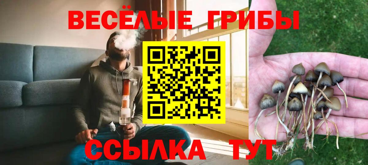 Галлюциногенные грибы Psilocybe Ярцево
